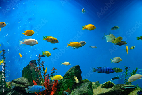 Various and colorful cichlids in aquarium.