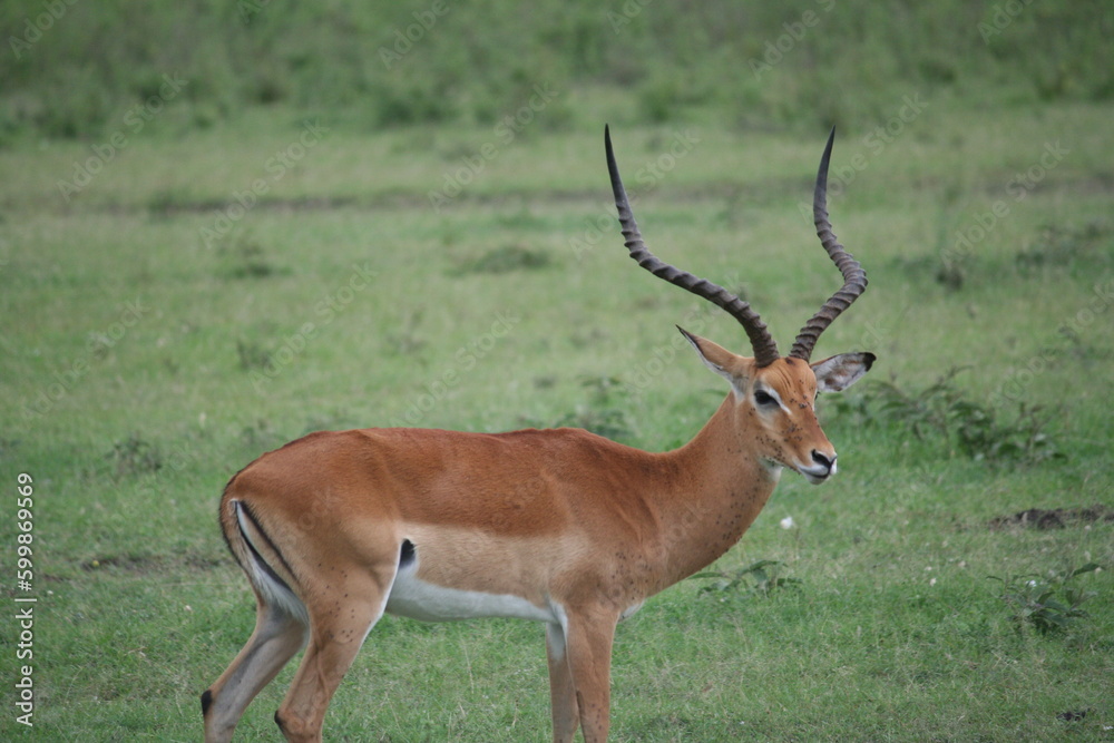 Fototapeta premium impala in the savannah