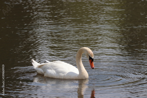 Fototapeta Naklejka Na Ścianę i Meble -  swan on the lake
