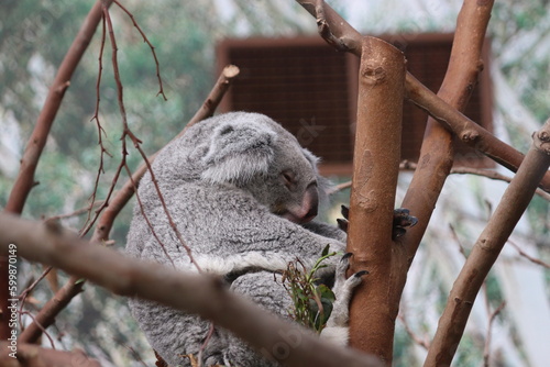 Photography koala in tree