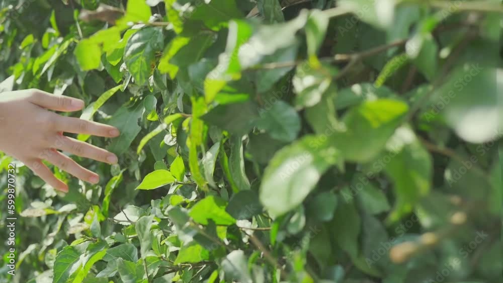 Slow motion tracking shot, woman's hand strokes the green leaves along the tree fence, branches swaying as she touches them, in warm summer sunlight. Concept of greenery, environmental protection. Slow motion tracking shot, woman's hand strokes the green leaves along the tree fence, branches swaying as she touches them, in warm summer sunlight. Concept of greenery, environmental protection.