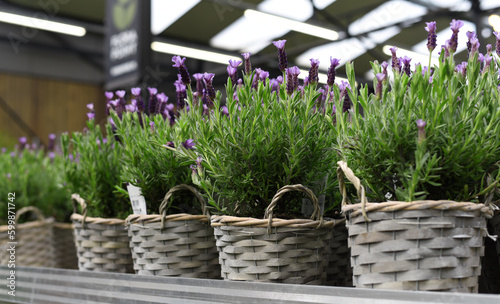 Purple flowers in baskets. Flower shop
