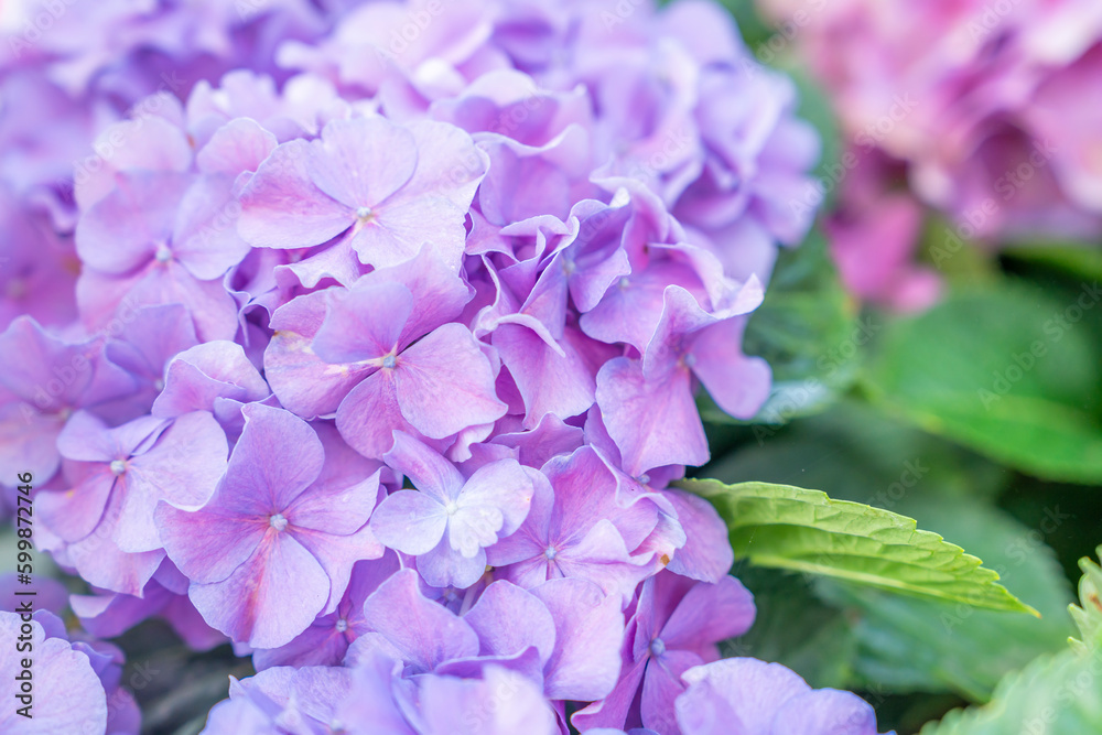 A close up view of Hydrangea (Hortensia). Wonderful Purple, blue and pink flowers