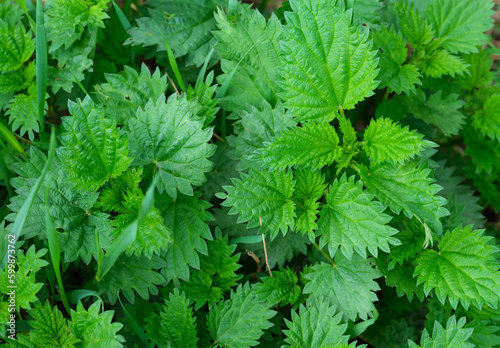 Young fresh stinging nettle plants growing in nature.