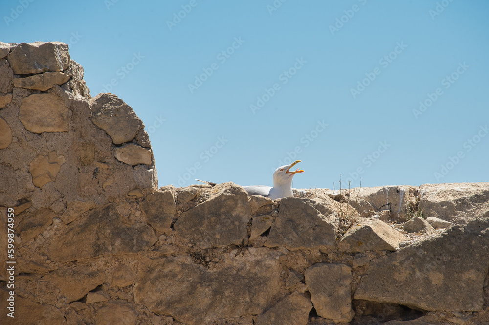 gull nesting on a wall in alicante spain