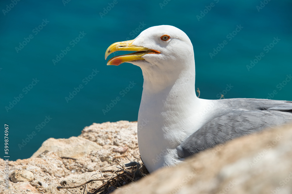 large shot of a seagull on a wall in alicante, spain