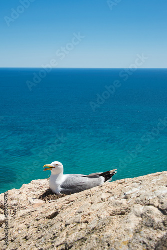 gull nesting on a wall in alicante spain