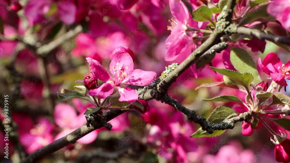 Pink apple tree blossom close-up, flowers on waving in wind branches. Spring vibrant garden with blurred background Pink apple tree blossom close-up, flowers on waving in wind branches. Spring vibrant garden with blurred background