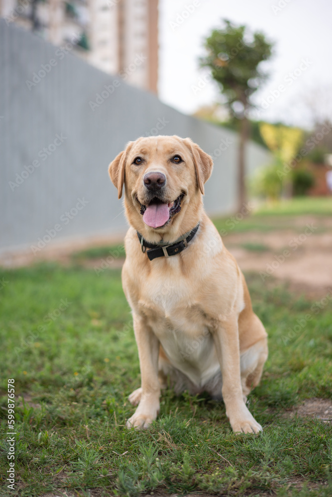 nice tame labrador retriver dog sitting on the grass in a park
