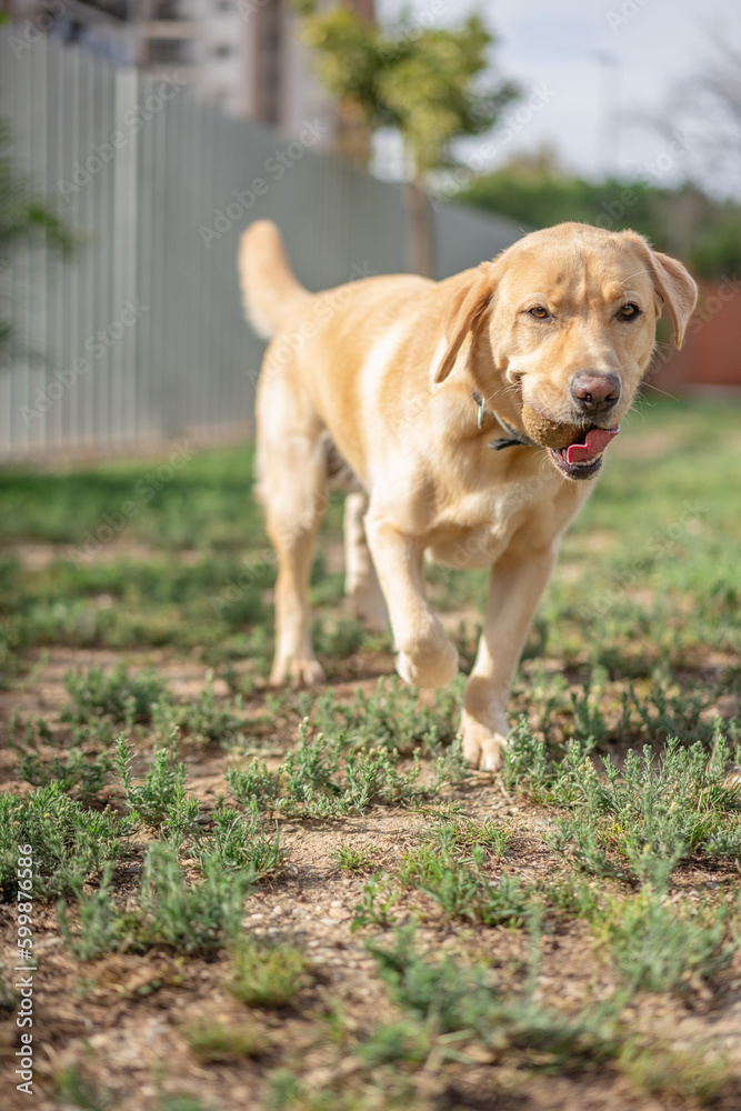 Labrador retriever in a park approaching the camera with a toy ball in his mouth. Labrador retriever in a park approaching the camera with a toy ball in his mouth.