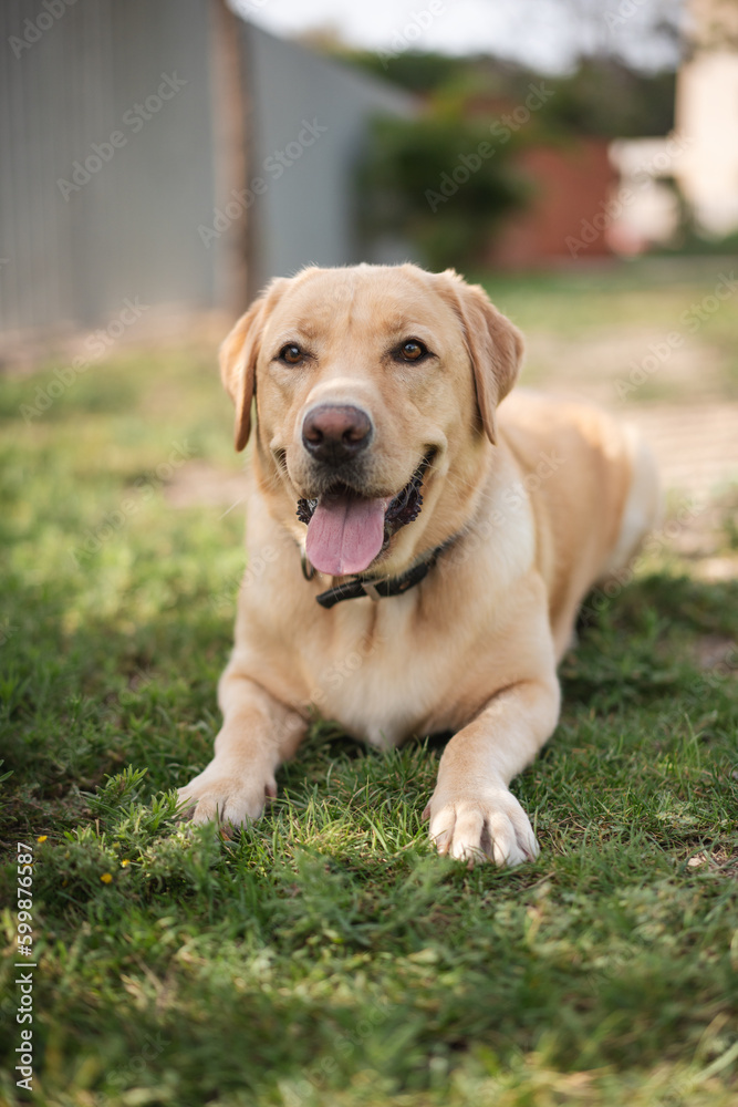 close-up of a beautiful Labrador retriever lying on the grass in a park with his tongue hanging out