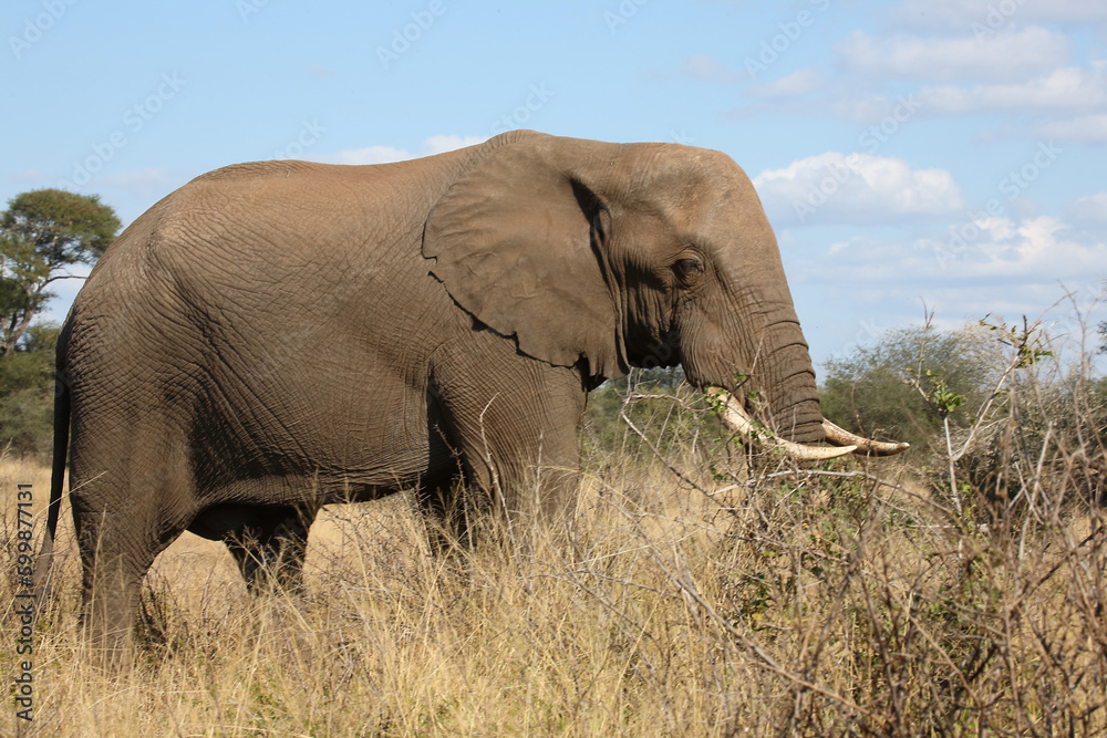 Fototapeta premium Afrikanischer Elefant / African elephant / Loxodonta africana