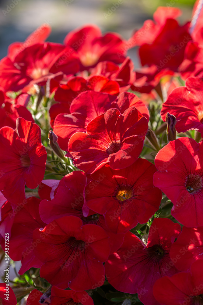 Bright red petunia flower on a green background on a summer day macro photography. Blooming garden flower with red petals in summertime close-up photography. Bright red petunia flower on a green background on a summer day macro photography. Blooming garden flower with red petals in summertime close-up photography.