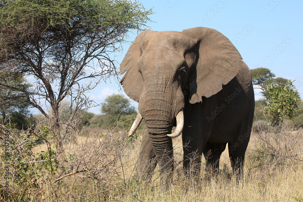 Afrikanischer Elefant / African elephant / Loxodonta africana Afrikanischer Elefant / African elephant / Loxodonta africana