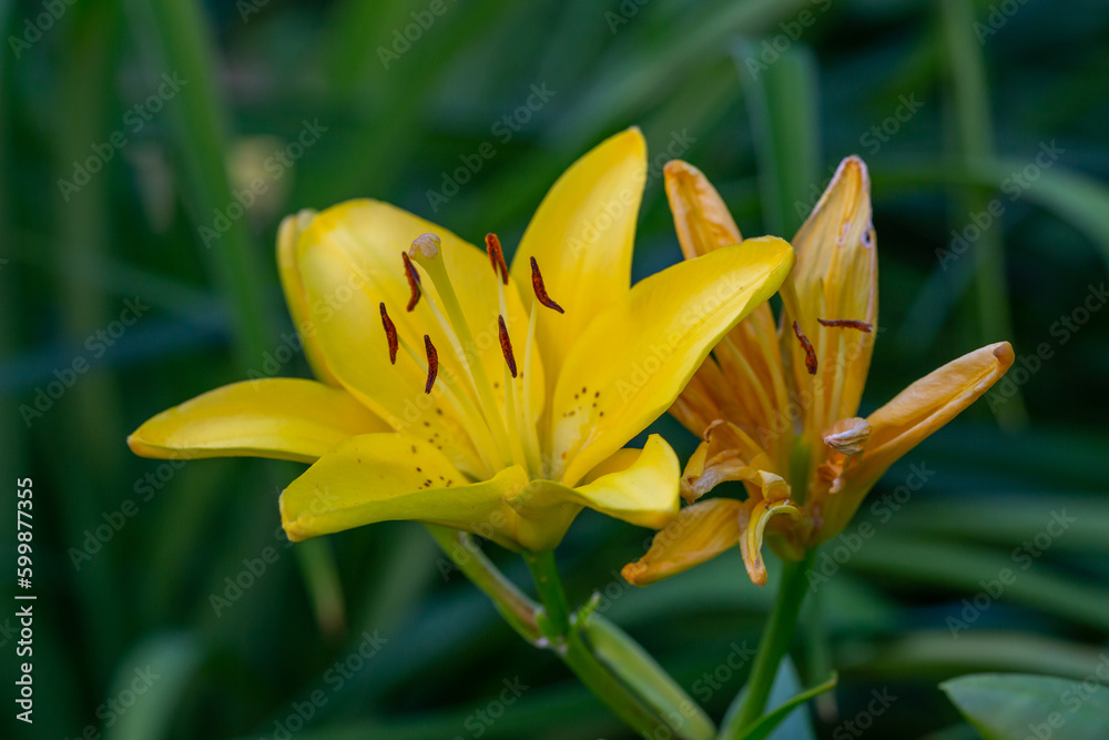 Blooming yellow lily in a summer sunset light macro photography. Garden lillies with bright orange petals in summertime, close-up photography. Large flowers in sunny day floral background. Blooming yellow lily in a summer sunset light macro photography. Garden lillies with bright orange petals in summertime, close-up photography. Large flowers in sunny day floral background.