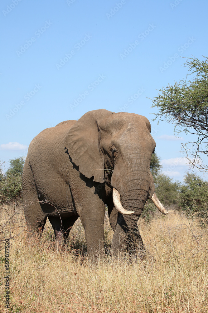 Obraz premium Afrikanischer Elefant / African elephant / Loxodonta africana