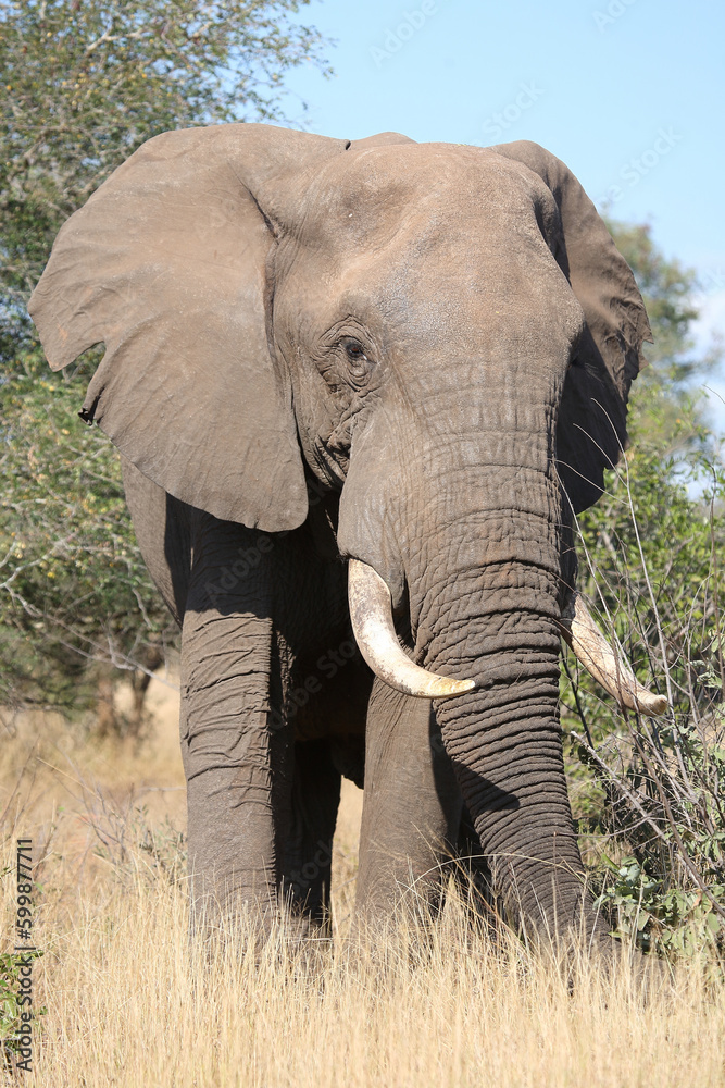 Fototapeta premium Afrikanischer Elefant / African elephant / Loxodonta africana