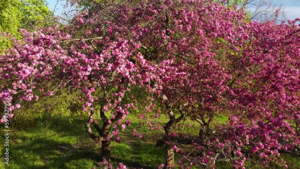 Blooming apple tree with pink flowers in green sunny spring garden. Boomshot footage Blooming apple tree with pink flowers in green sunny spring garden. Boomshot footage