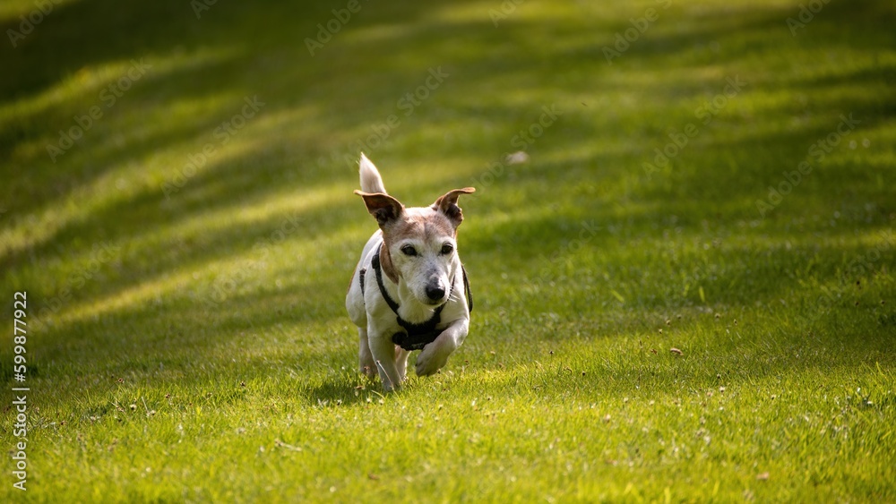 Jack Russell on the run 