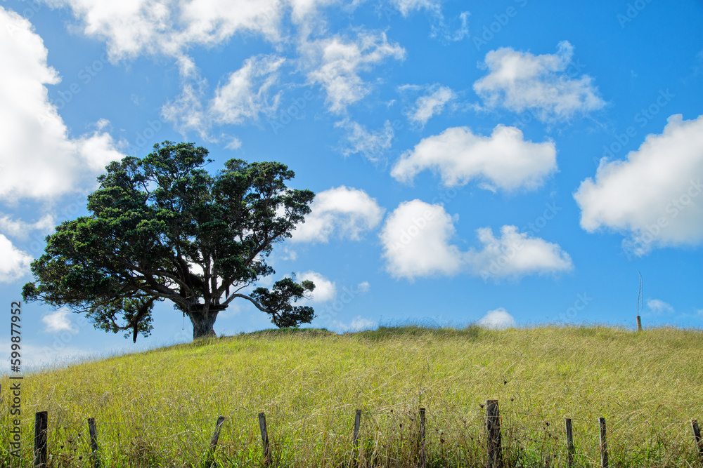 Lonely tree on the top of a meadow