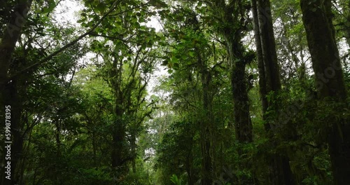 Wallpaper Mural Drone view of Bali. Tropical forest interior. Nature background of a rainforest Torontodigital.ca