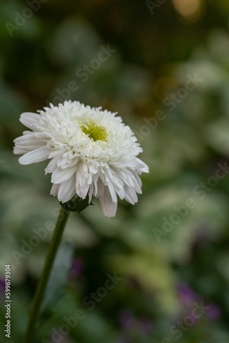 Blooming white chamomile flower on a green background in a summer sunny day macro photo. Fluffy camomile with white petals in the meadow close-up photo. Blossom daisy in springtime floral background. © Anton