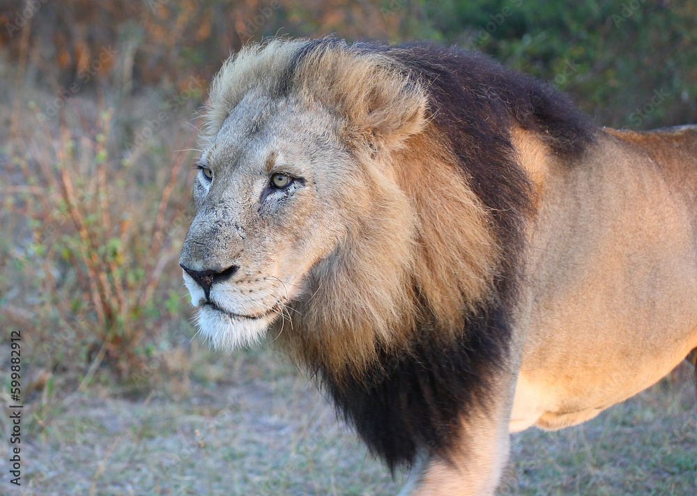 Afrikanischer Löwe / African lion / Panthera leo. Afrikanischer Löwe / African lion / Panthera leo.