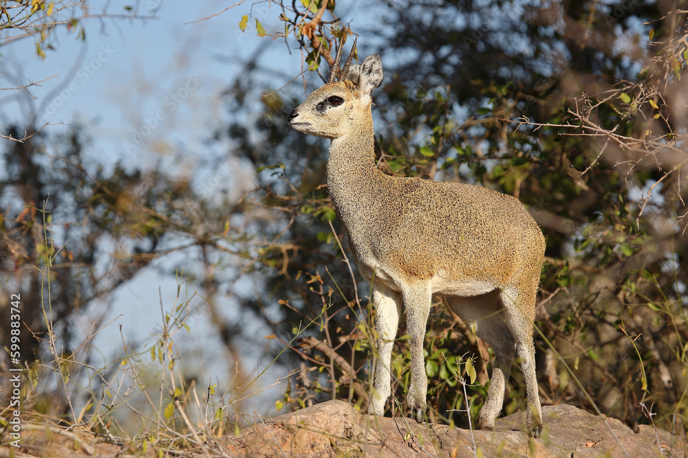 Klippspringer / Klipspringer / Oreotragus oreotragus Klippspringer / Klipspringer / Oreotragus oreotragus