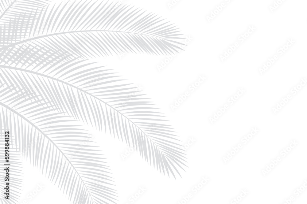 Abstract background of palm leaves or coconut leaves on top. Natural pattern, gray shadow. Copy area. For advertisements, business cards, brochures and white backgrounds. Abstract background of palm leaves or coconut leaves on top. Natural pattern, gray shadow. Copy area. For advertisements, business cards, brochures and white backgrounds.
