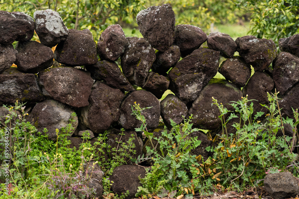 Many basalt stone walls on Jeju Island in South Korea