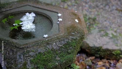 水琴窟の手水鉢に浮かぶ白い花 photo