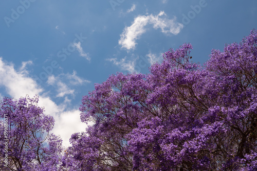 Mostly blurred purple tree on blue sky background. Flowers of blue Jacaranda
