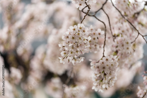 White cherry blossoms in March © SeungWon