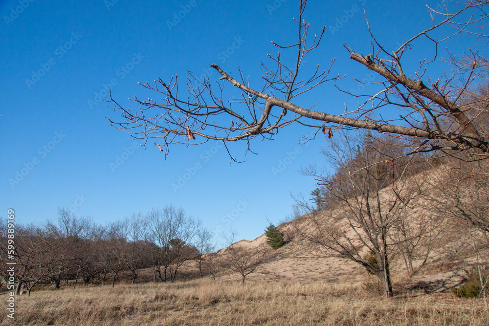 Bare branch reaching into the clear blue sky