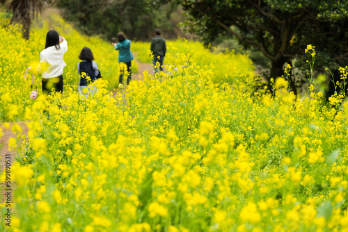 Yellow rapeseed field with people