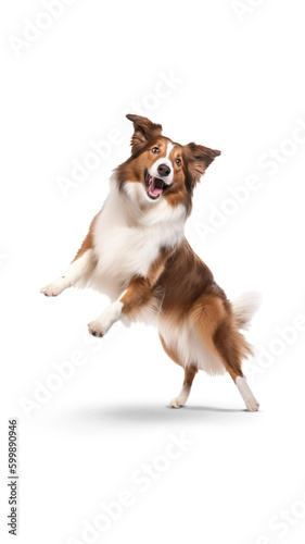 Shetland sheepdog on a transparent background.