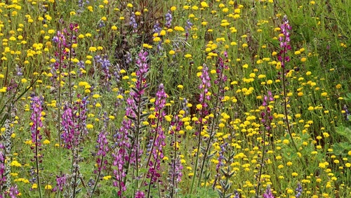 When seasonal conditions are exceptional, an explosion of native spring wildflowers bloom abundantly in the Santa Monica Mountains.