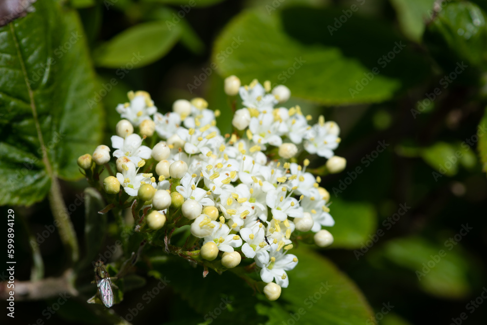 Close up of wayfaring viburnum (viburnum lantana) flowers in bloom Close up of wayfaring viburnum (viburnum lantana) flowers in bloom