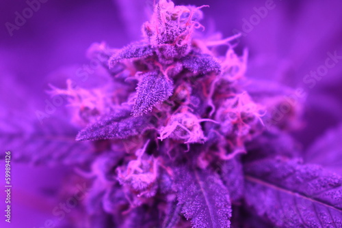 close up of cannabis bud flower