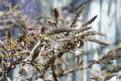 Chinese wisteria (wisteria sinensis) buds emerging into bloom