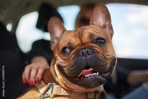 Portrait of a French bulldog sitting in a car with the owner. Cute little pet riding in a vehicle © hurricanehank