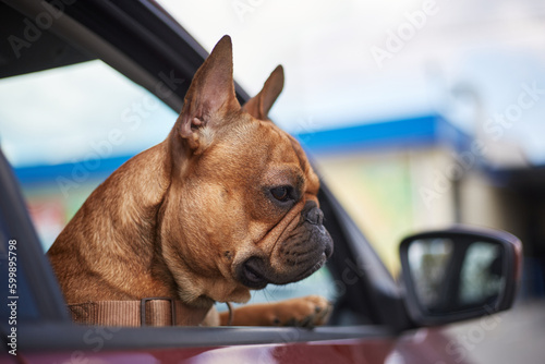 Fototapeta Naklejka Na Ścianę i Meble -  Portrait of adorable young bulldog puppy sitting inside a vehicle. Cute little dog looking out of a car window