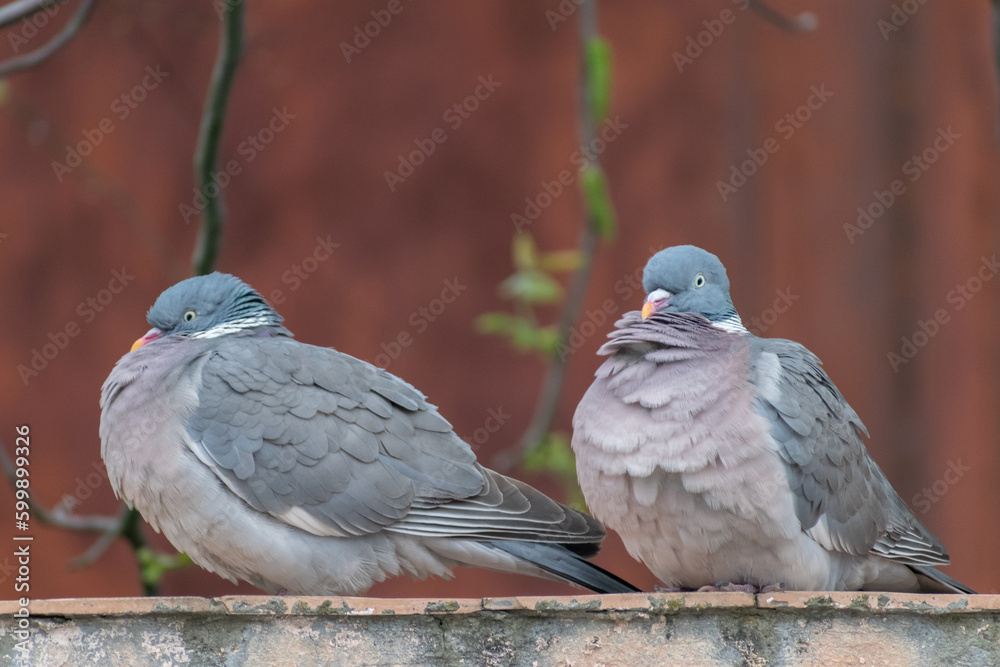Fototapeta premium pigeon on the tree
