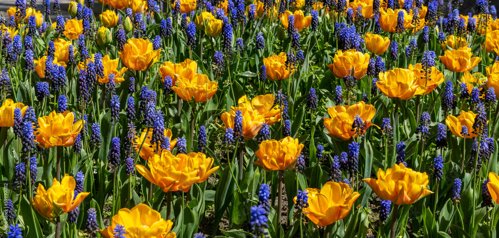 gelbe und lila Tulpen in einem Beet im Park, Berlin, Deutschland