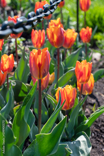 Lots of spring blooming red and yellow tulips. Bright color beautiful spring flowers. 