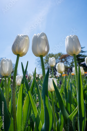 White tulips against bright blue sky. First spring flowers 