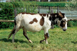 Ane pie d’Irlande, Equus asinus