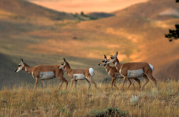 Wandcirkels Antilope Amerikaanse antilope in Yellowstone park  © JAG IMAGES