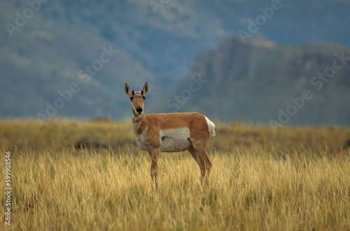 Antilope d  Amerique  antilocapra americana  Parc national du  Yellowstone  USA
