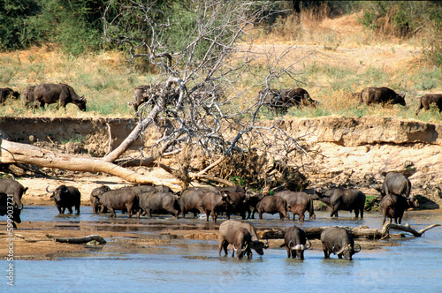 Buffle d'afrique, syncerus caffer, Parc national de Ruaha, Tanzanie photo